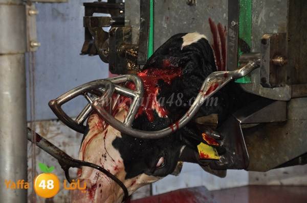 Jam3iya la7m3n (18).JPG